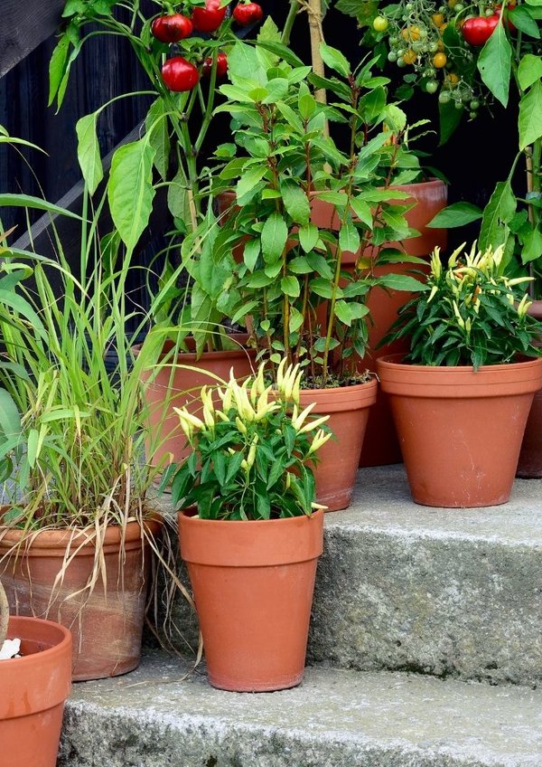 horta_em_vaso___si_lvia_floresta__4_