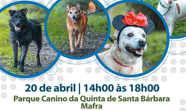 rede_workshop_canino