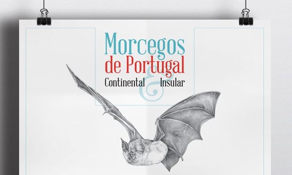 morcegos