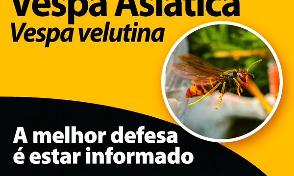 1___rede_a_vespa_asiatica_2025