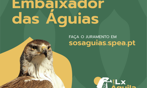 aguias_1_1024_2500