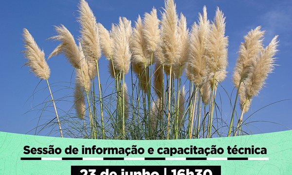 rede_sessao_capacitacao_cortaderia_selloana