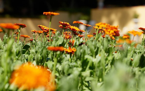 jardim_do_cerco__2_
