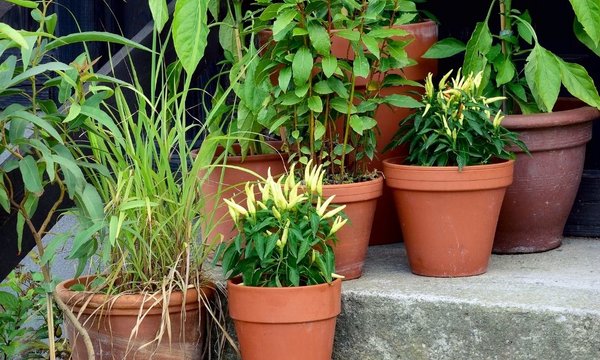 horta_em_vaso___si_lvia_floresta__4_