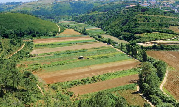 agricultura