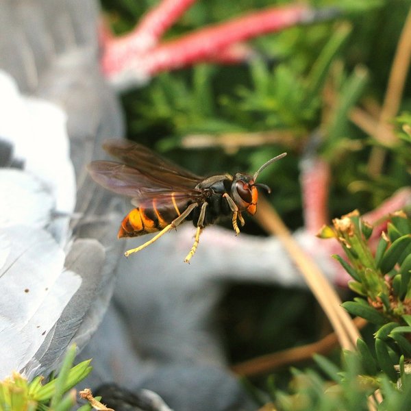 Vespa velutina/ asiática