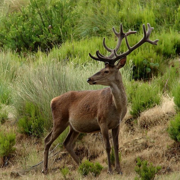 Tapada Nacional de Mafra