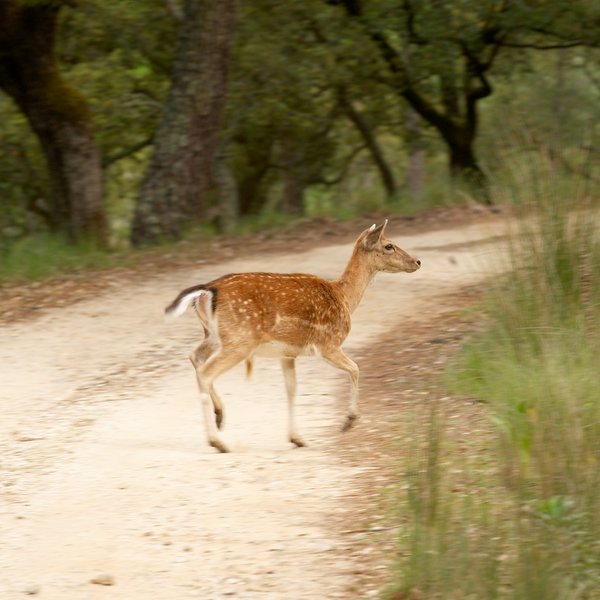 Parques de Aventura/Temáticos/Centros Hípicos