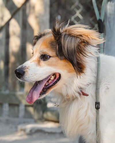 Loki2