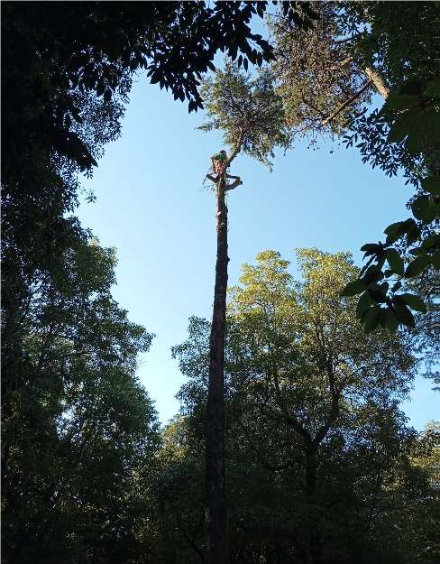 2 - Cupressus_Lusitanica_Desmonte_02