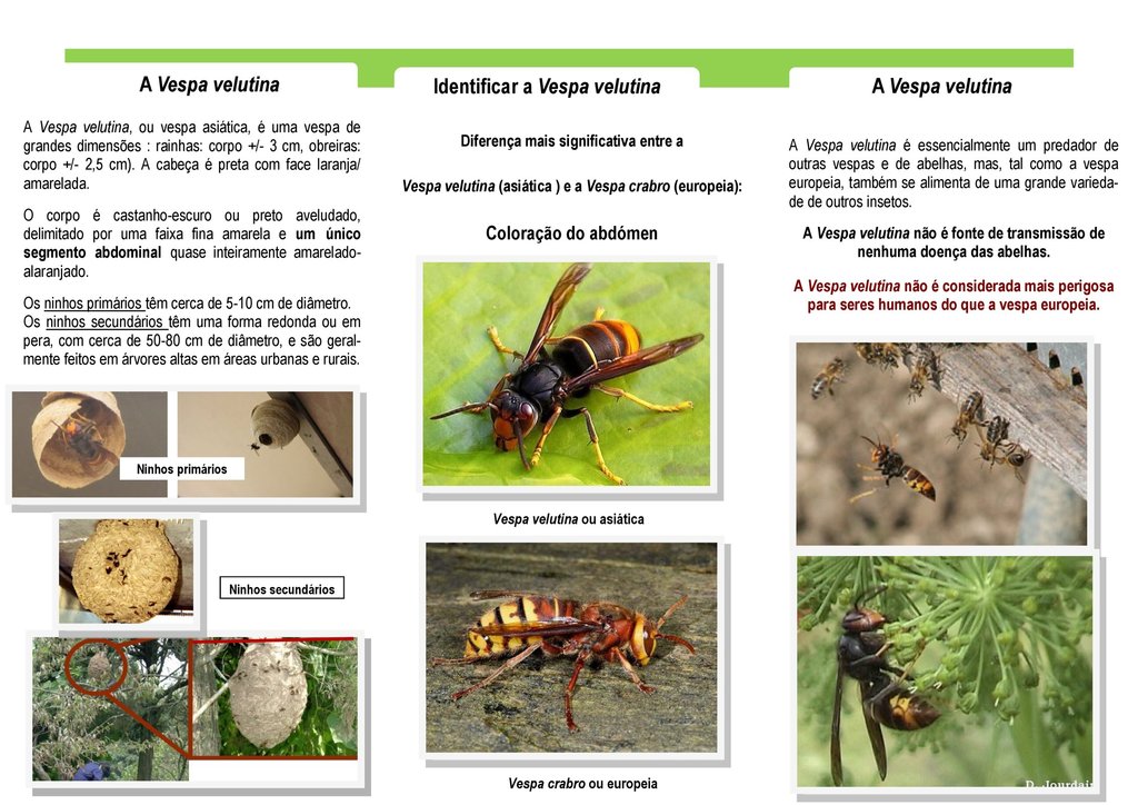 vespa_anexo_vi_folheto_divulgativo_002