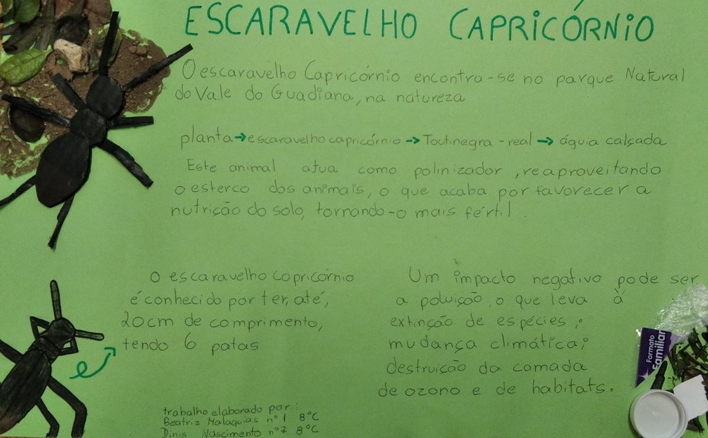 BeatrizMalaquias-DinisNascimento-Escaravelho