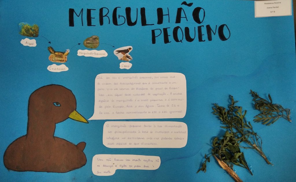 MadalenaPereira-JoanaPardal-Mergulhao Pequeno