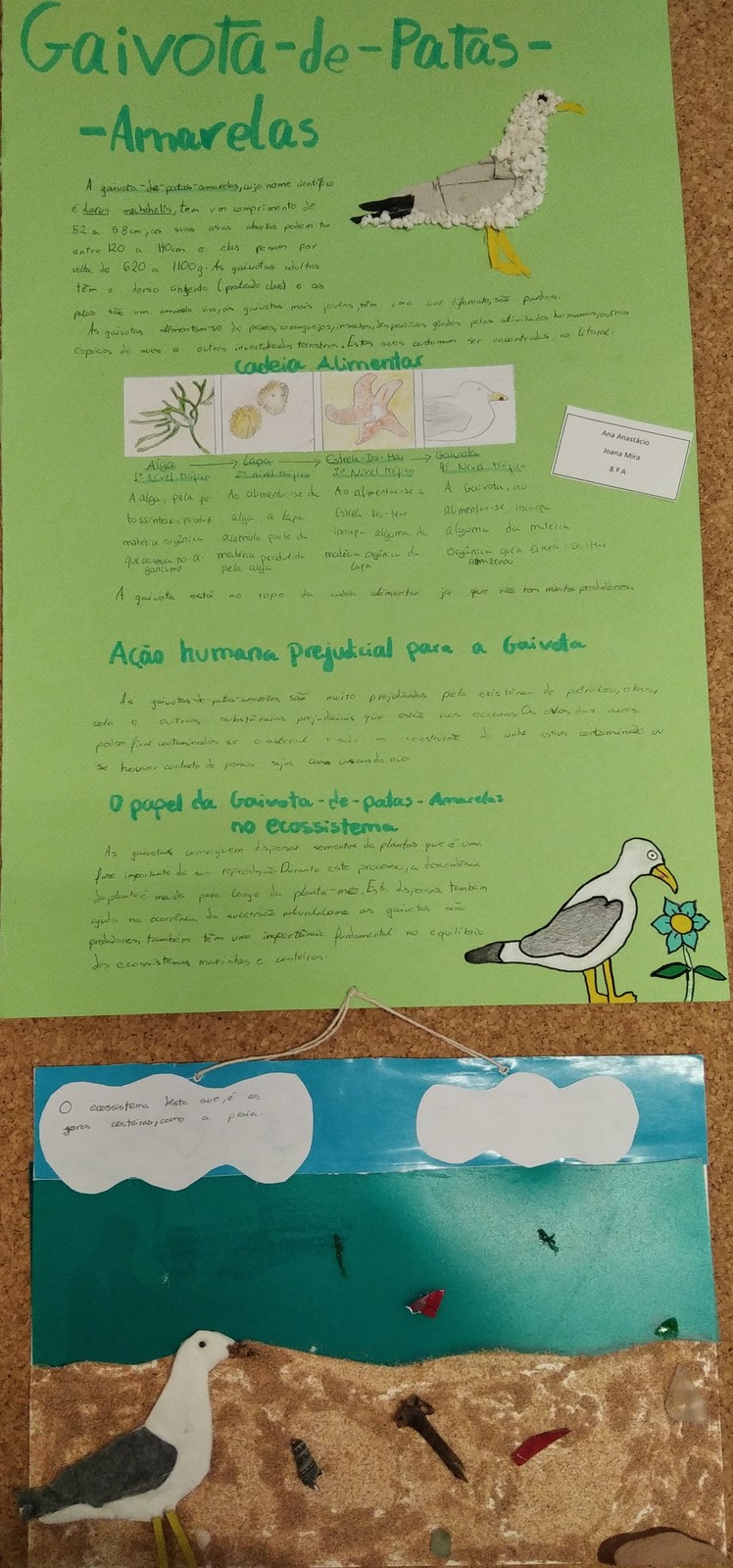 JoanaMira-AnaAnastacio-Gaivota