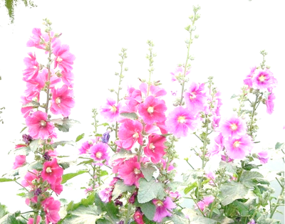 malva-rosa_0